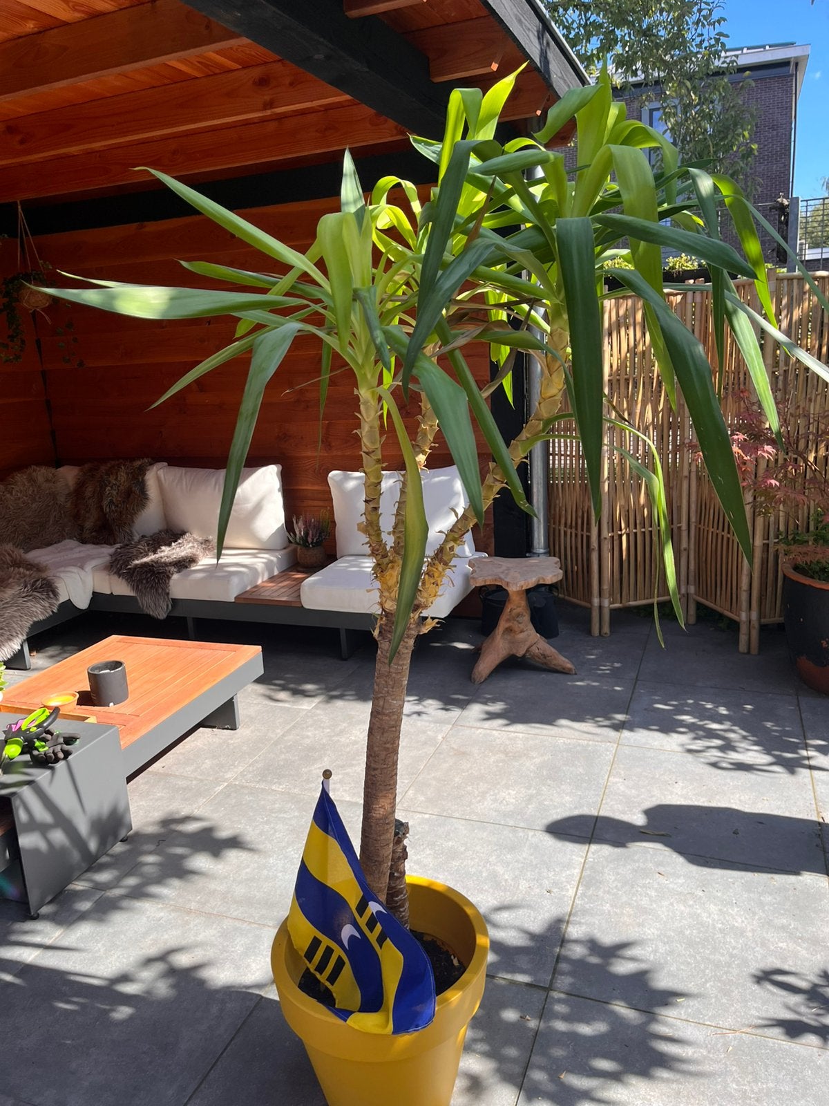 Yucca opknapper, Ophalen, Halfschaduw, 150 tot 200 cm