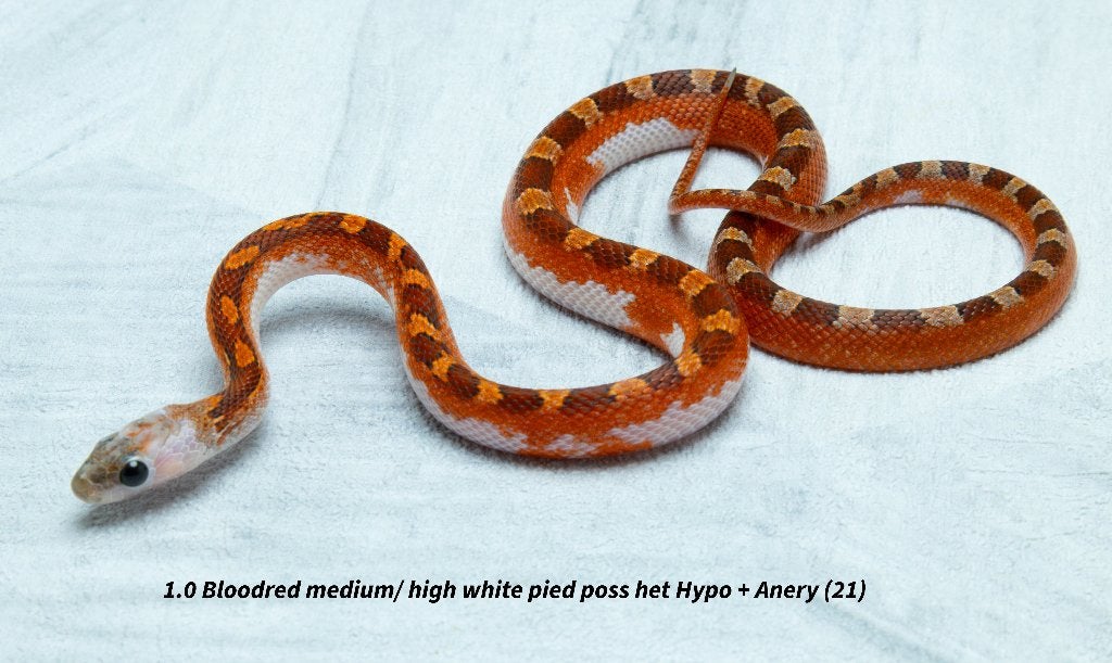Top kwaliteit NK2026 Piedsided rattenslangen. Rat Snake photo 15