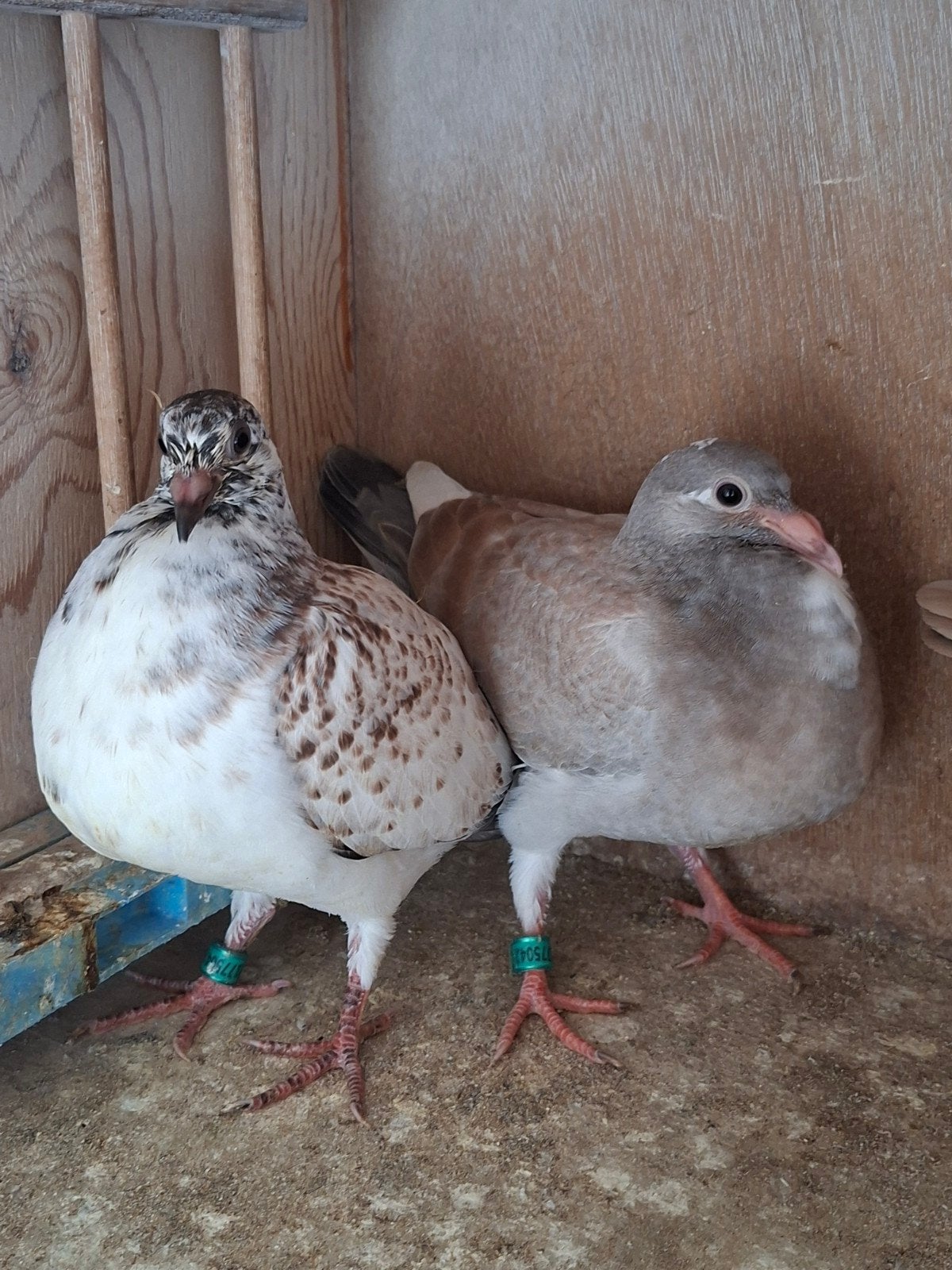 kleurpostduif te koop, Dieren en Toebehoren, Vogels | Duiven, Meerdere dieren, Overige soorten
