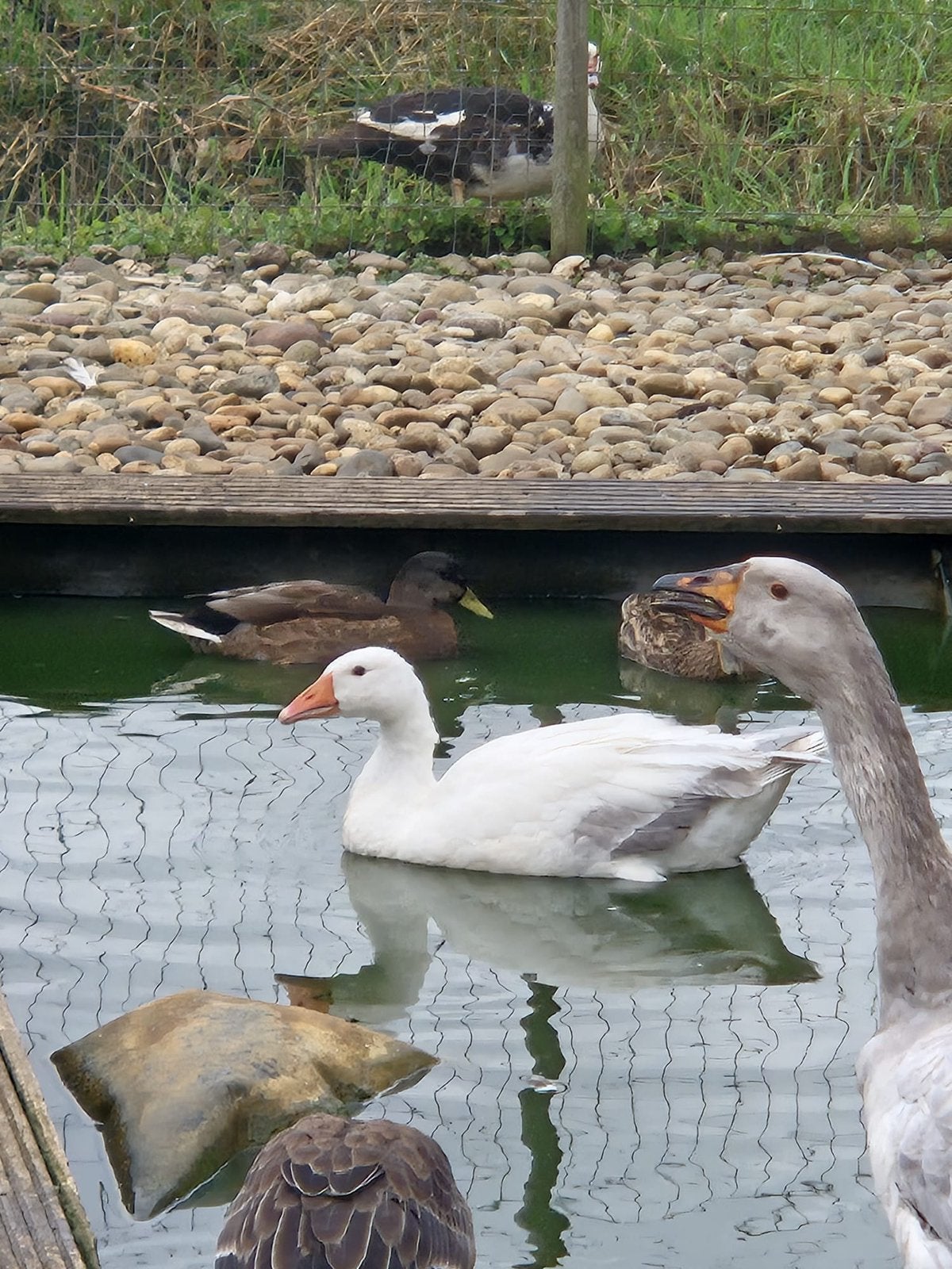 Bonte gans, Geslacht onbekend, Gans of Zwaan