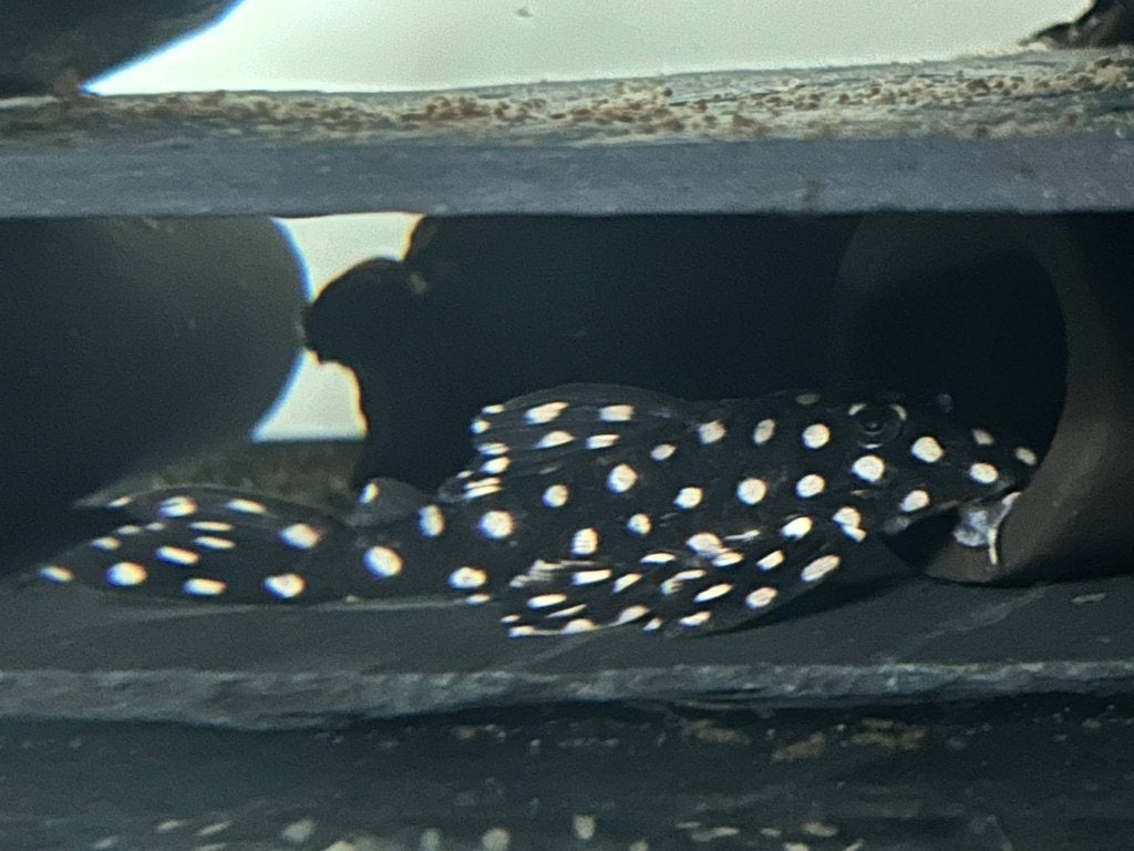 Hypancistrus sp. contradens |  Big Spots" Orinoco Polka-dot, Vis, Zoetwatervis
