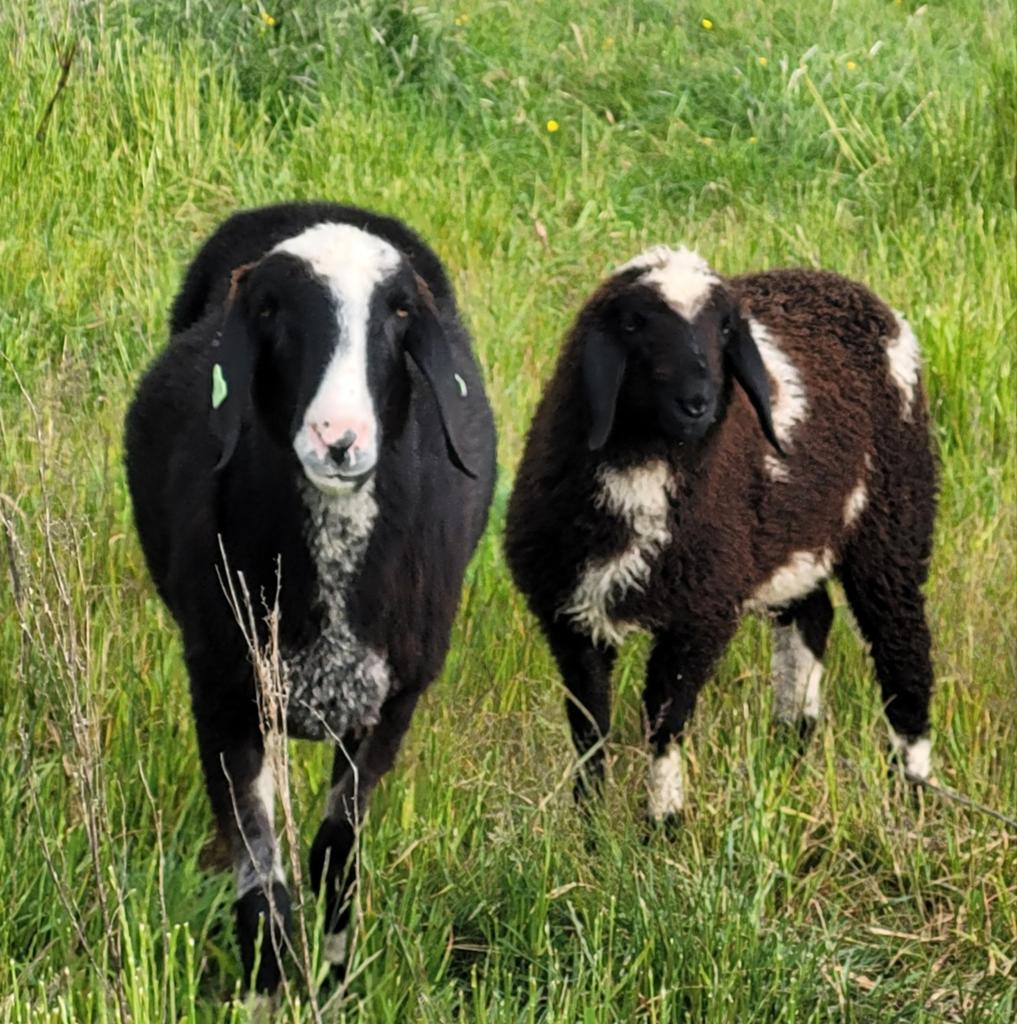 Bergschaap ooi met bergschaap ramlam, Dieren en Toebehoren, Schapen, Geiten en Varkens, Schaap, Vrouwelijk