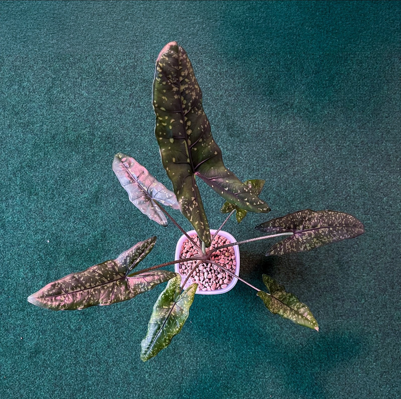Alocasia Shattered Glass corms (B1-B8) – zeldzame soort, Ophalen of Verzenden