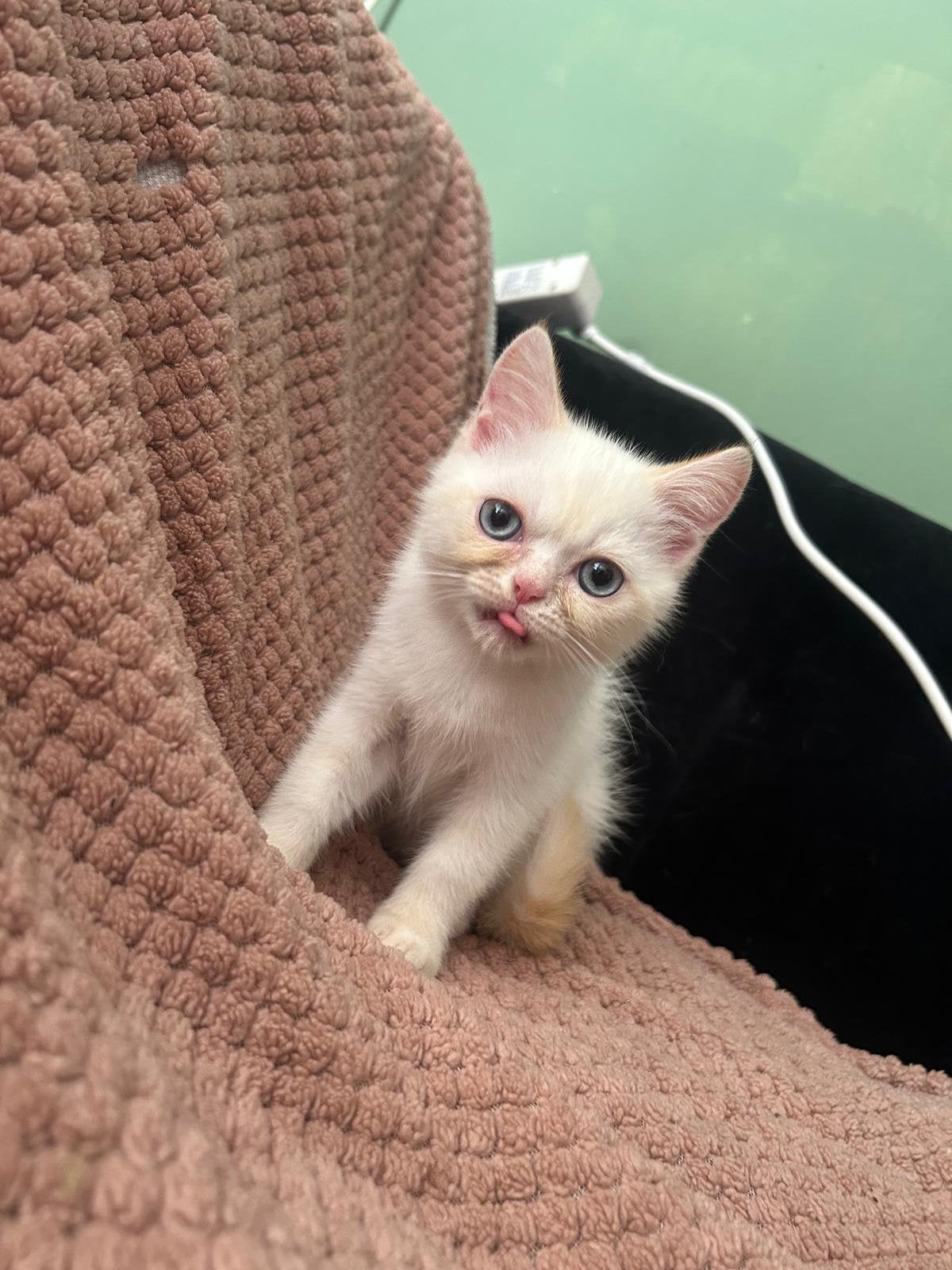 Ragdoll, Kater, Ontwormd, 0 tot 2 jaar