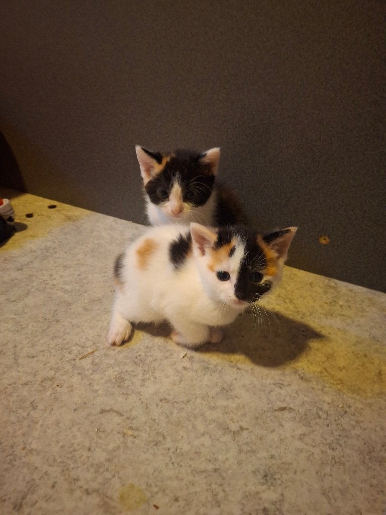 Kittens, Meerdere dieren, Kortharig, 0 tot 2 jaar