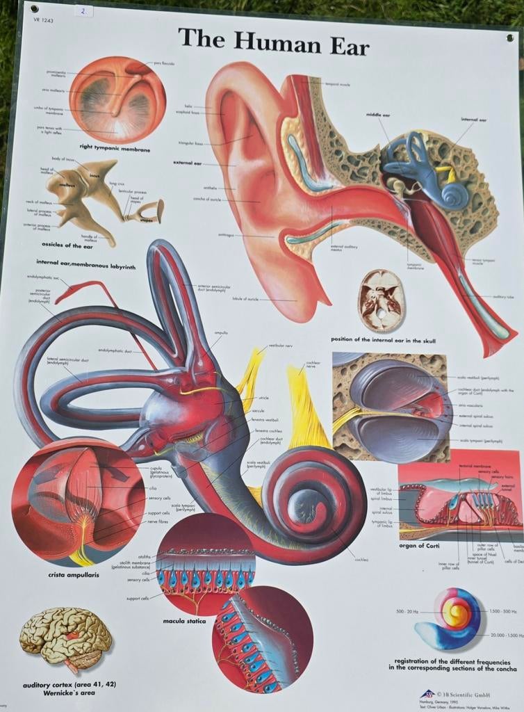 Anatomische poster “The Human Ear” – geplastificeerd, Ophalen of Verzenden