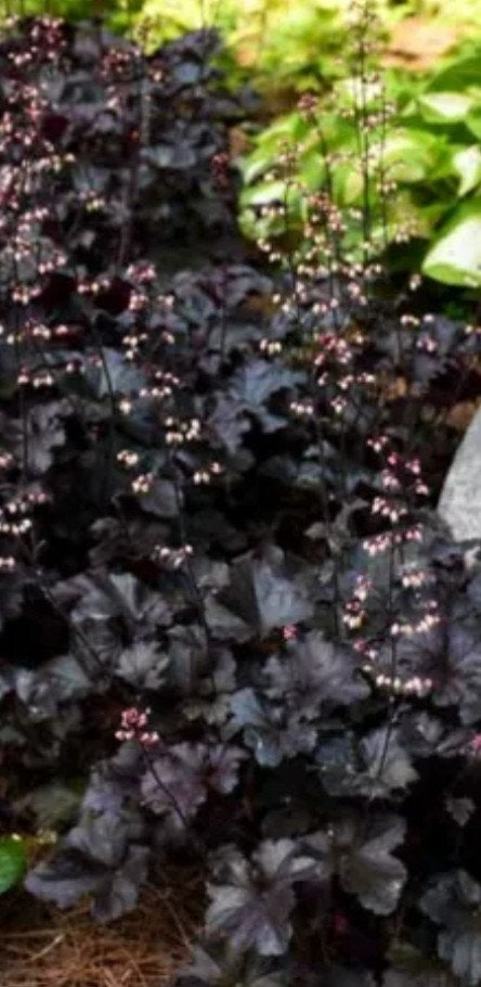 Heuchera 'Black Pearl' - Donkerbladige Purper, Overige soorten, Vaste plant, Ophalen of Verzenden, Halfschaduw