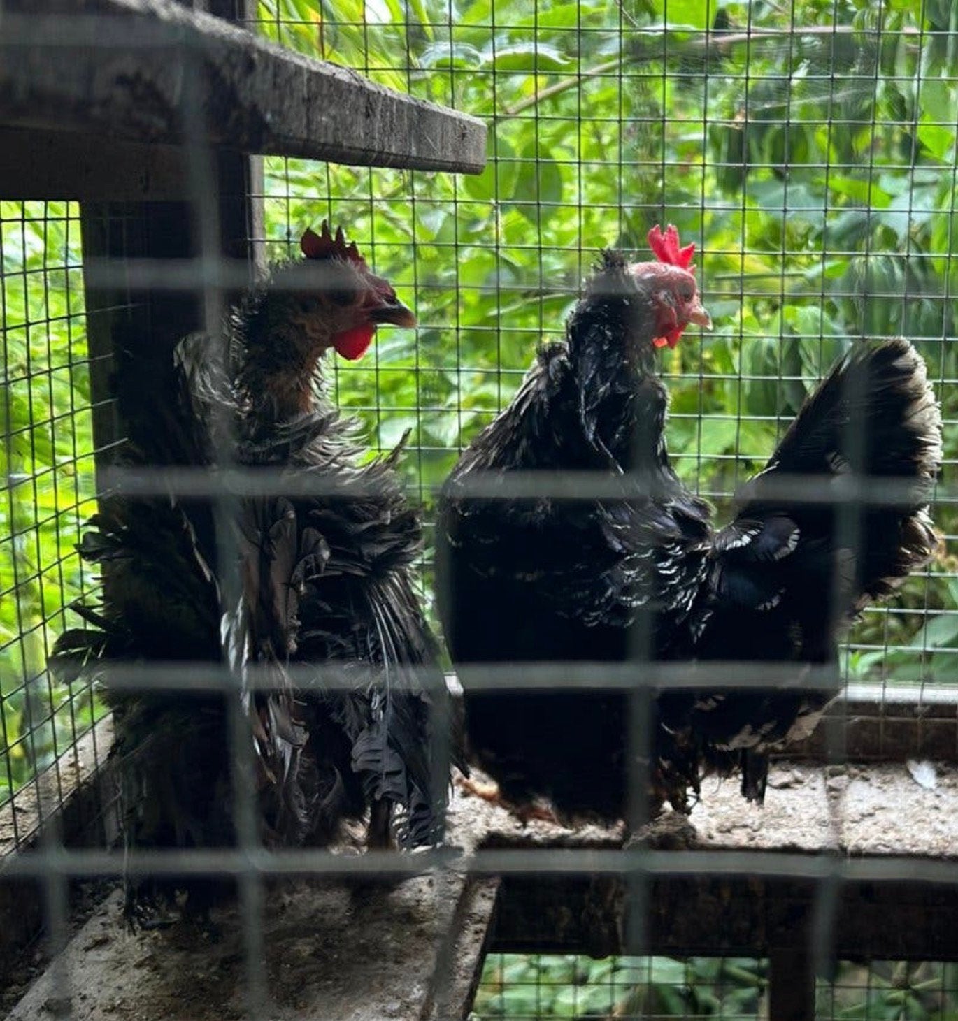 Chabo kipjes, Meerdere dieren, Kip