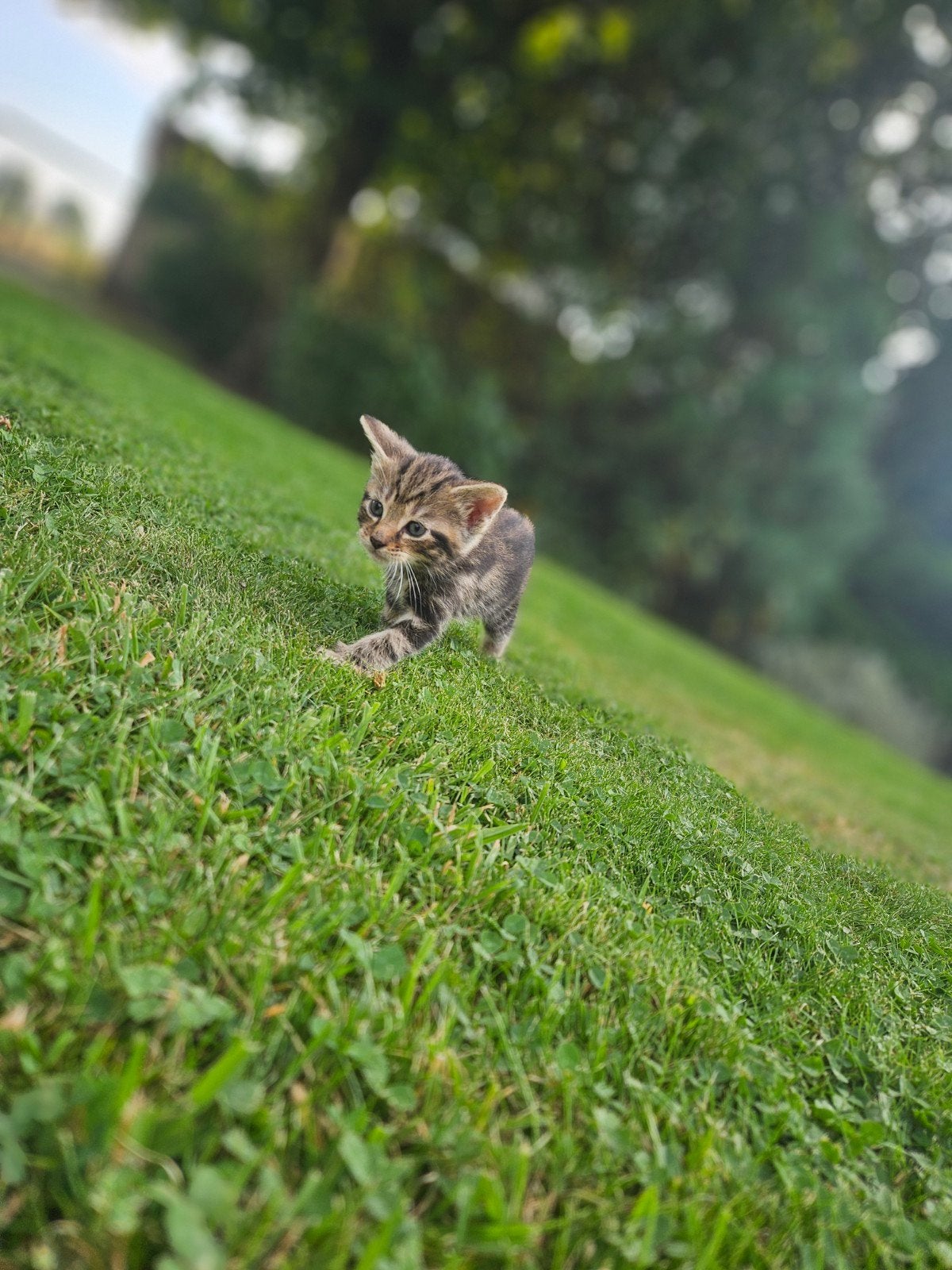 Knuffelige lieve kittens opzoek naar een warm nestje, Poes