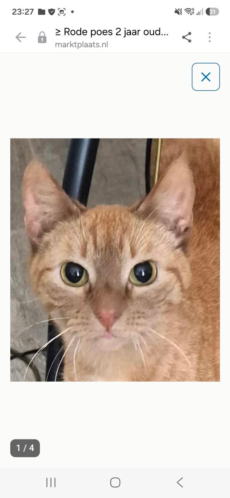 Rode poes 3 jaar oud, Dieren en Toebehoren, Katten en Kittens | Overige Katten, Kortharig, Poes, 3 tot 5 jaar