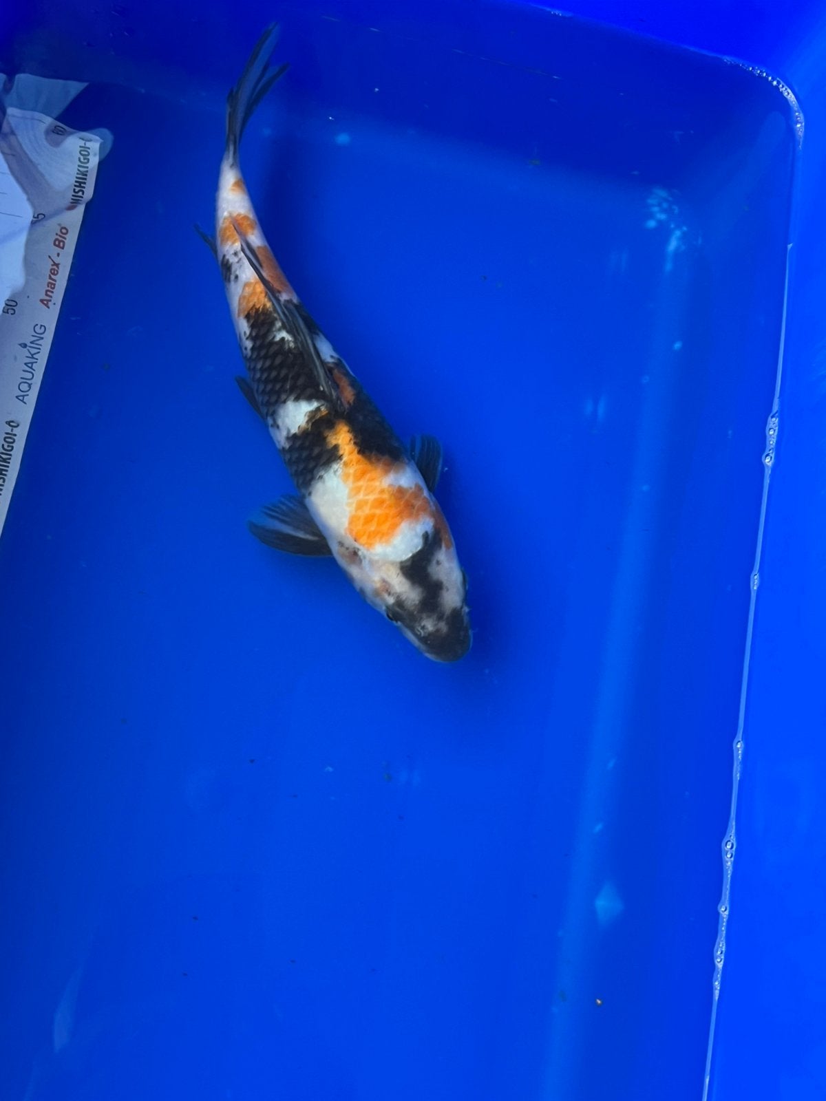 Showa, Karper of Koi