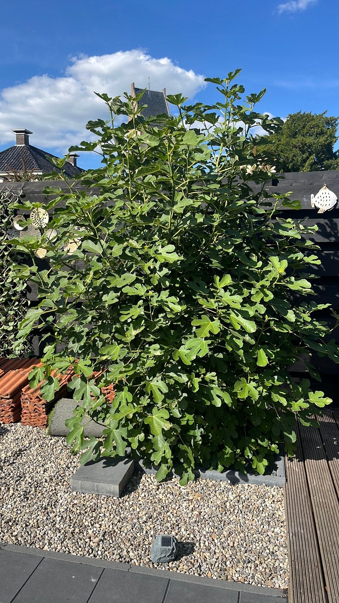 Vijgenboom, Ophalen, Lente, Volle zon, Vijgenboom