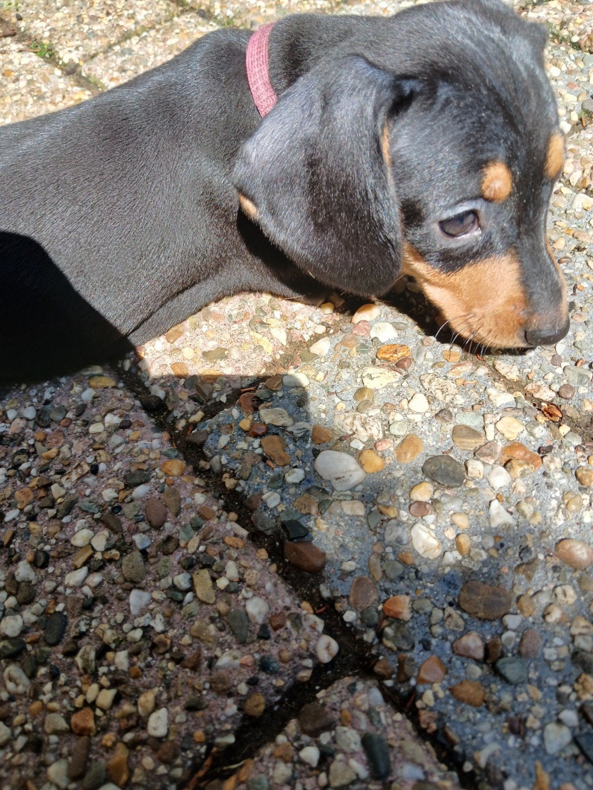 Korthaar dwergteckel teckel pup Black and Tan teefje., Parvo, 8 tot 15 weken, Korthaar, Dwerg