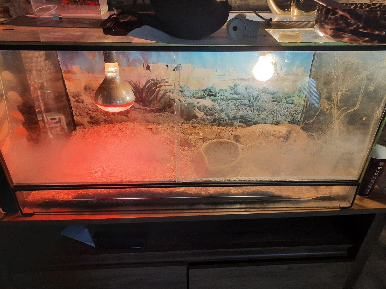 2 lieve tamme baardagamen, Met terrarium, 3 tot 6 jaar