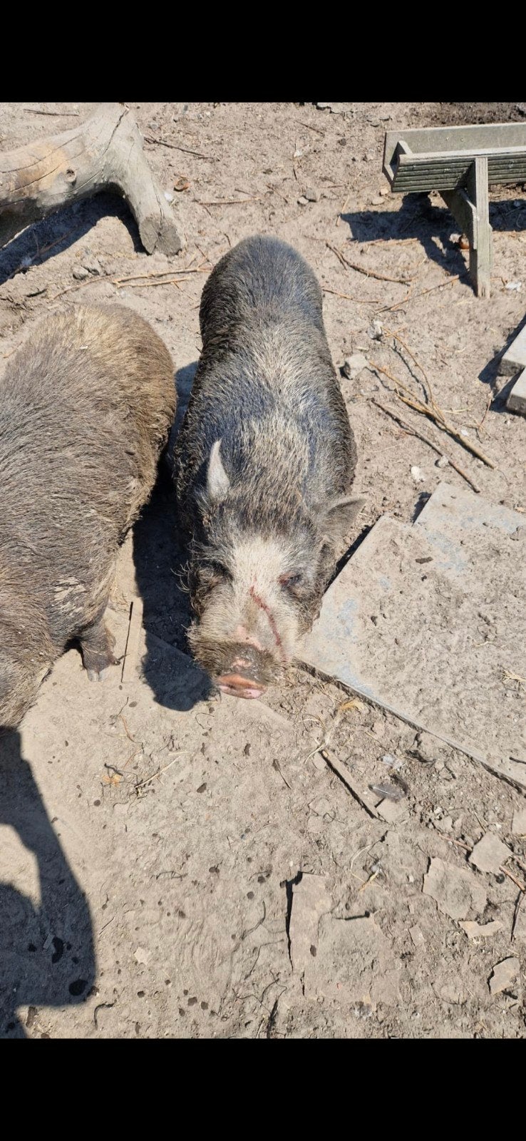 2 mannetjes varkens, Mannelijk
