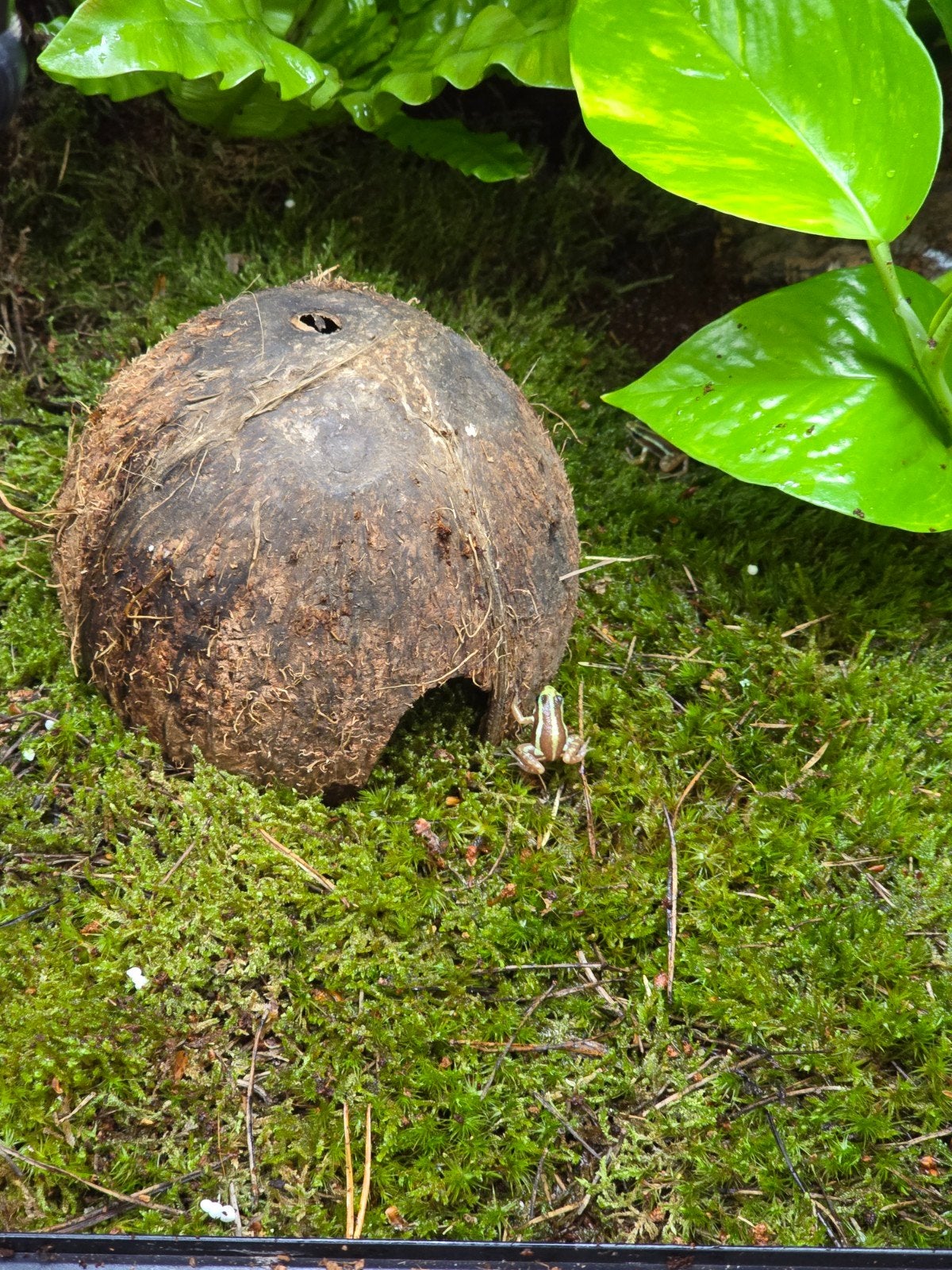Prachtige driekleurige pijlgifkikkers (Epipedobates anthonyi Frog photo 3