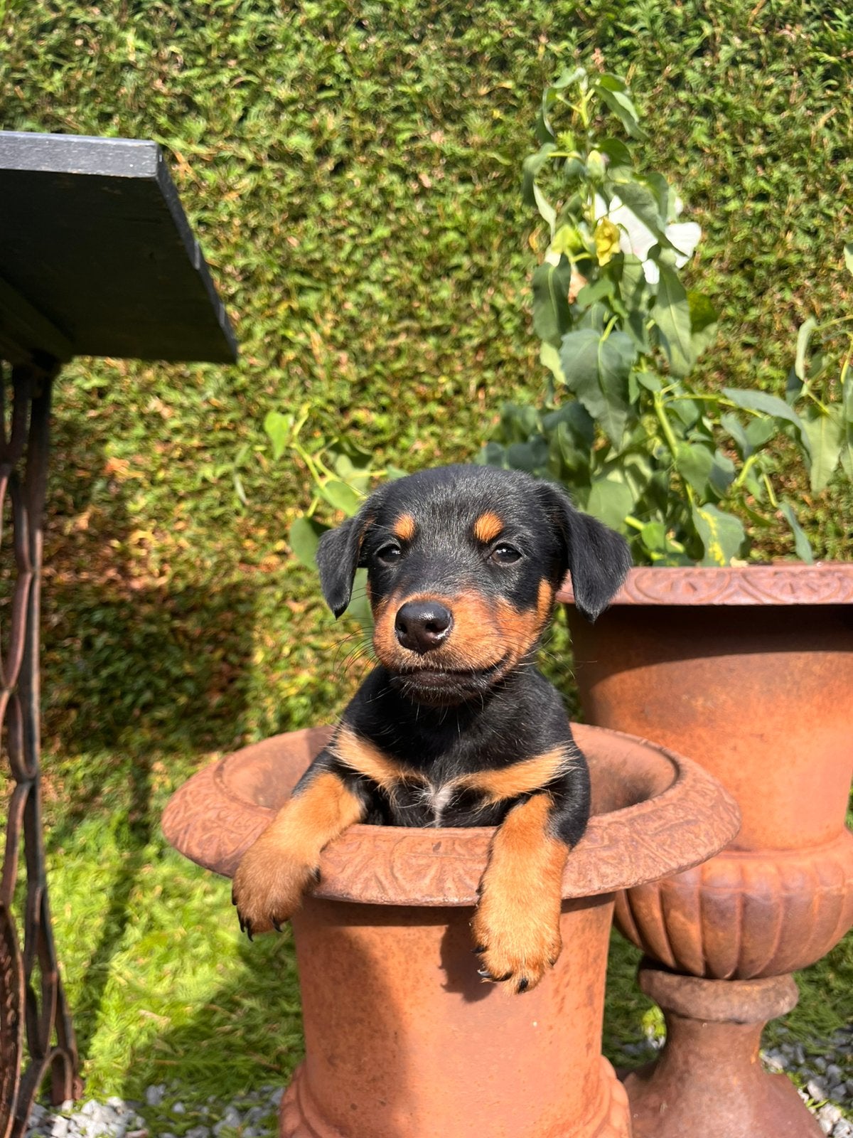 Black & tan pups jack russel, Dieren en Toebehoren, Honden | Jack Russells en Terriërs, Jack Russell Terriër, 8 tot 15 weken, Meerdere