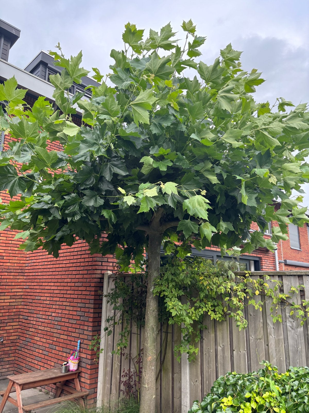 Twee prachtige dakplatanen, 9 jaar oud, Tuin en Terras, Bloeit niet, Dakboom, 250 tot 400 cm, Ophalen