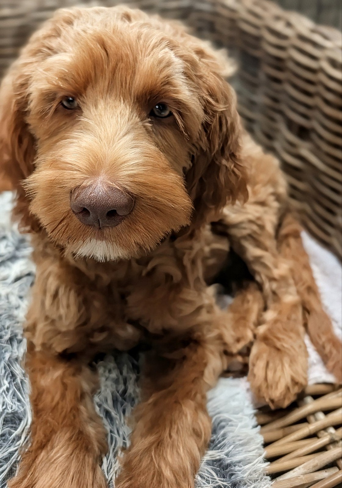 DON – ZACHTE, LEERGIERIGE GEVORDERDE LABRADOODLE PUP, 15 weken tot 1 jaar, Reu, Eén hond, Middel