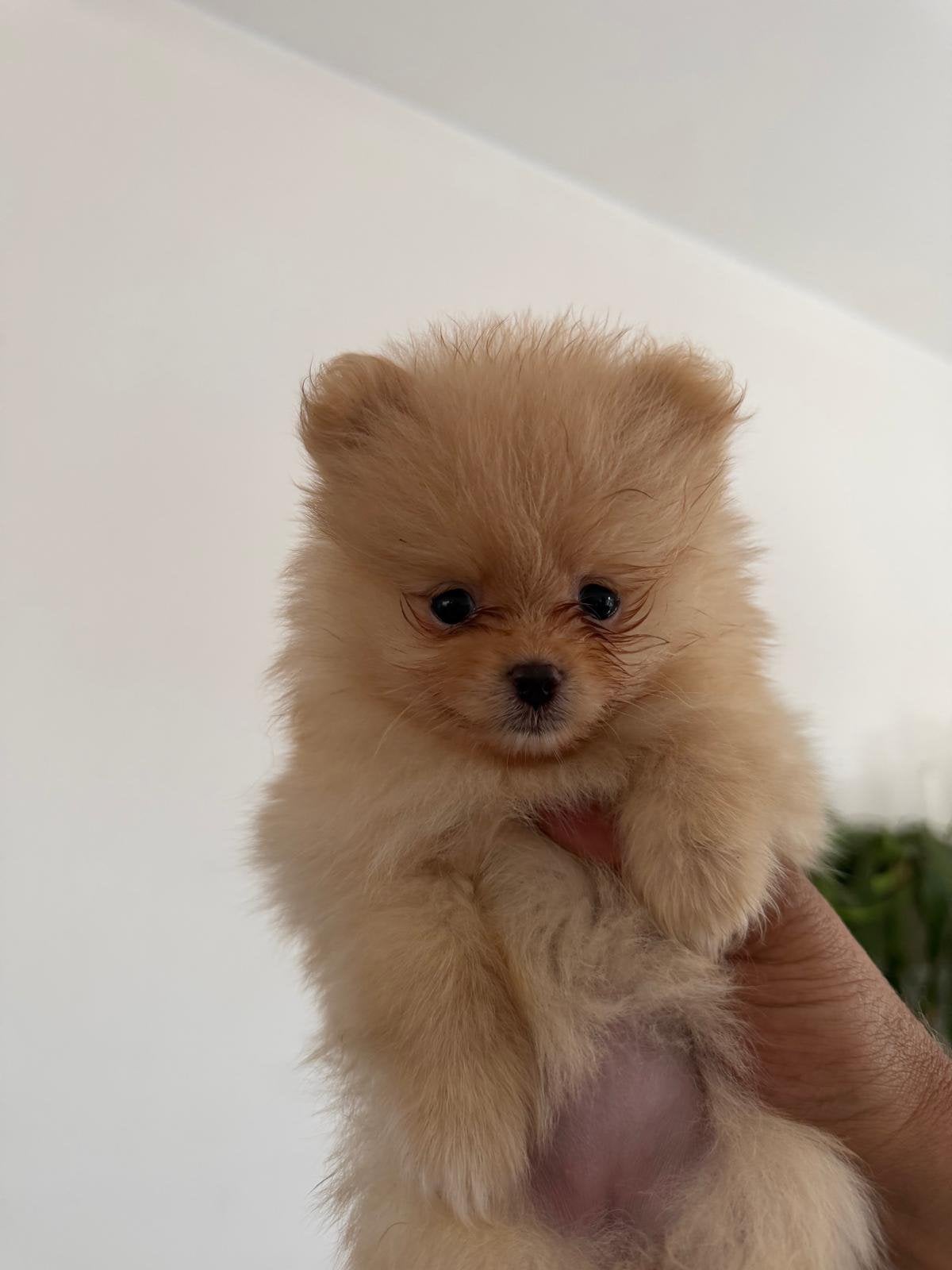 Super schattig Pomernian tea cup pups, Rabiës (hondsdolheid), Overige rassen, 8 tot 15 weken, Meerdere