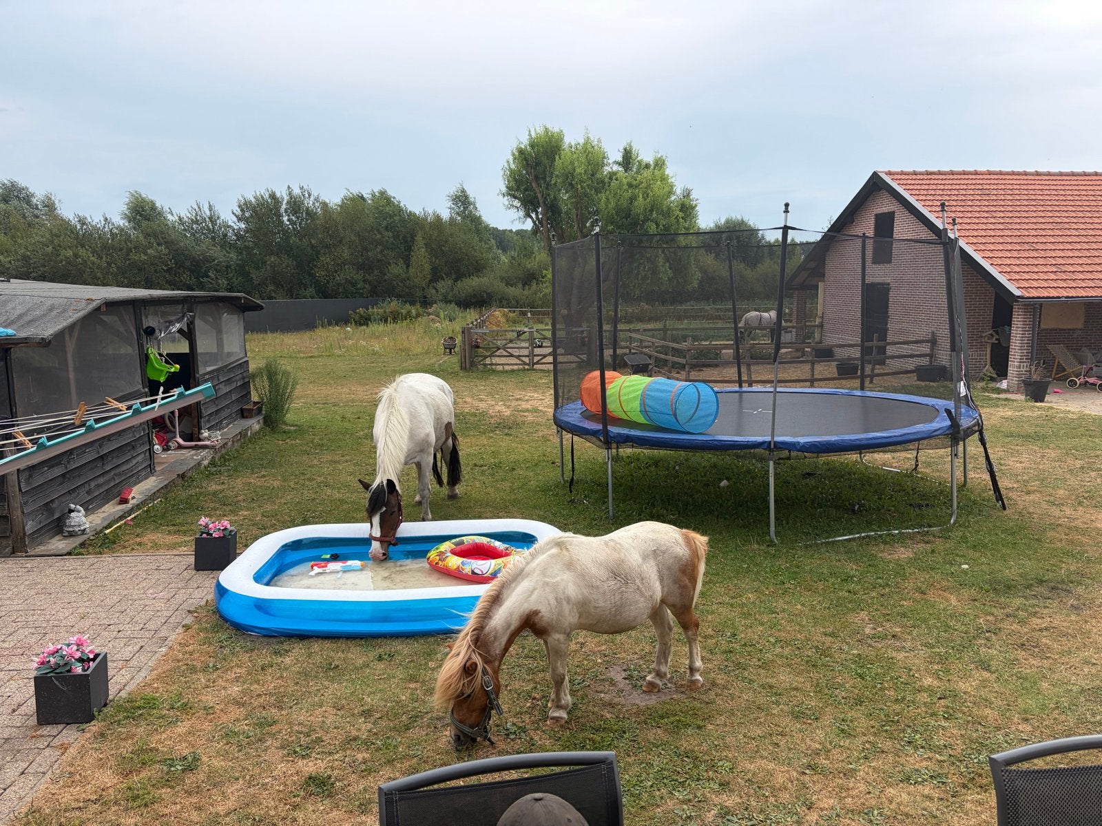 Gezocht verzorgster / verzorger “paard en pony “, Dieren en Toebehoren