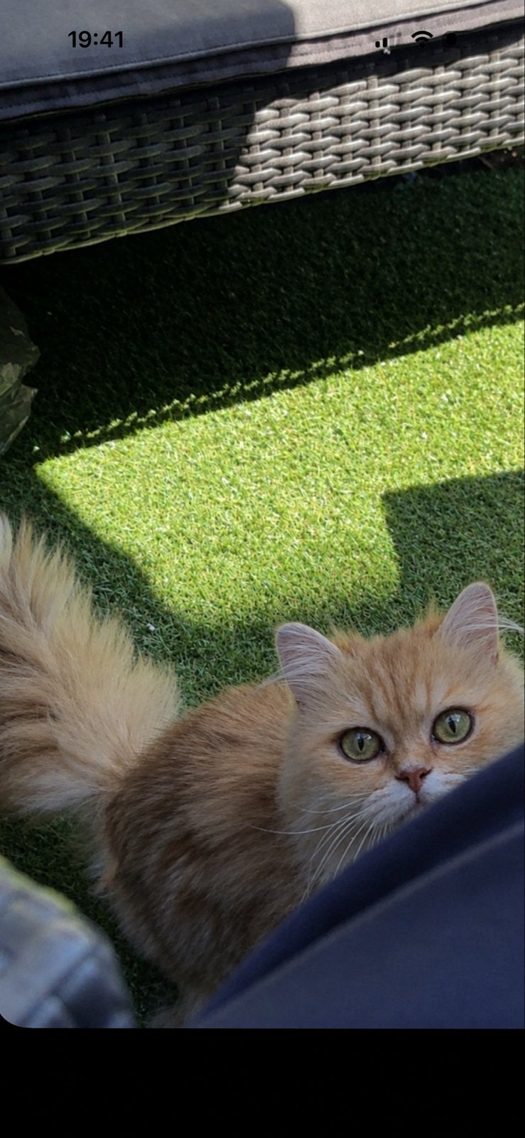 Super lieve Britse langhaar heeft leuk huisje nodig, Dieren en Toebehoren, Poes, Gechipt, 3 tot 5 jaar