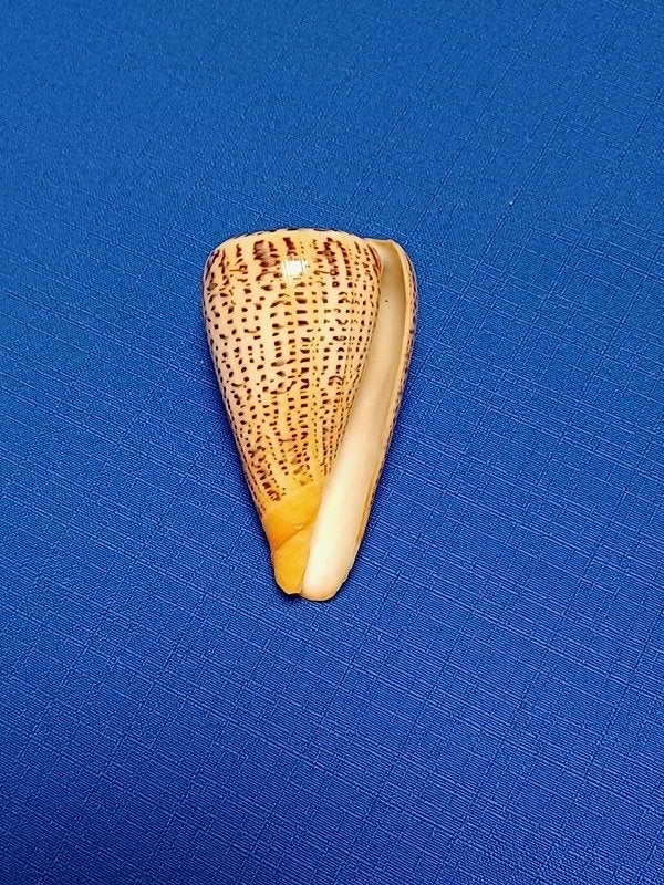 Schelpen, Conus suratensis., Verzamelen, Ophalen of Verzenden, Schelp(en)