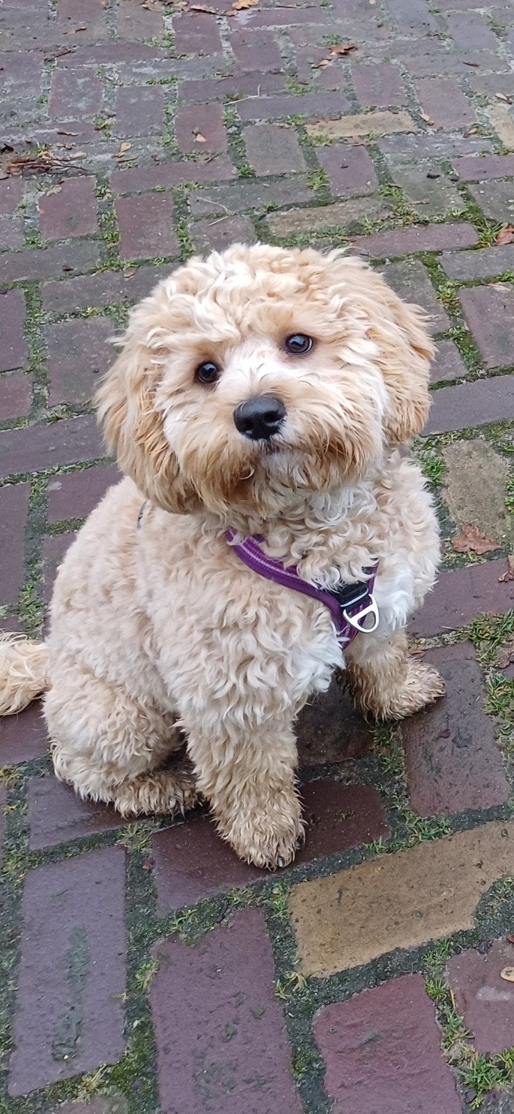 Dwergpoedel dekreu gezocht, Dieren en Toebehoren, Honden | Dekreuen, 1 tot 2 jaar, Teef, Parvo, Eén hond