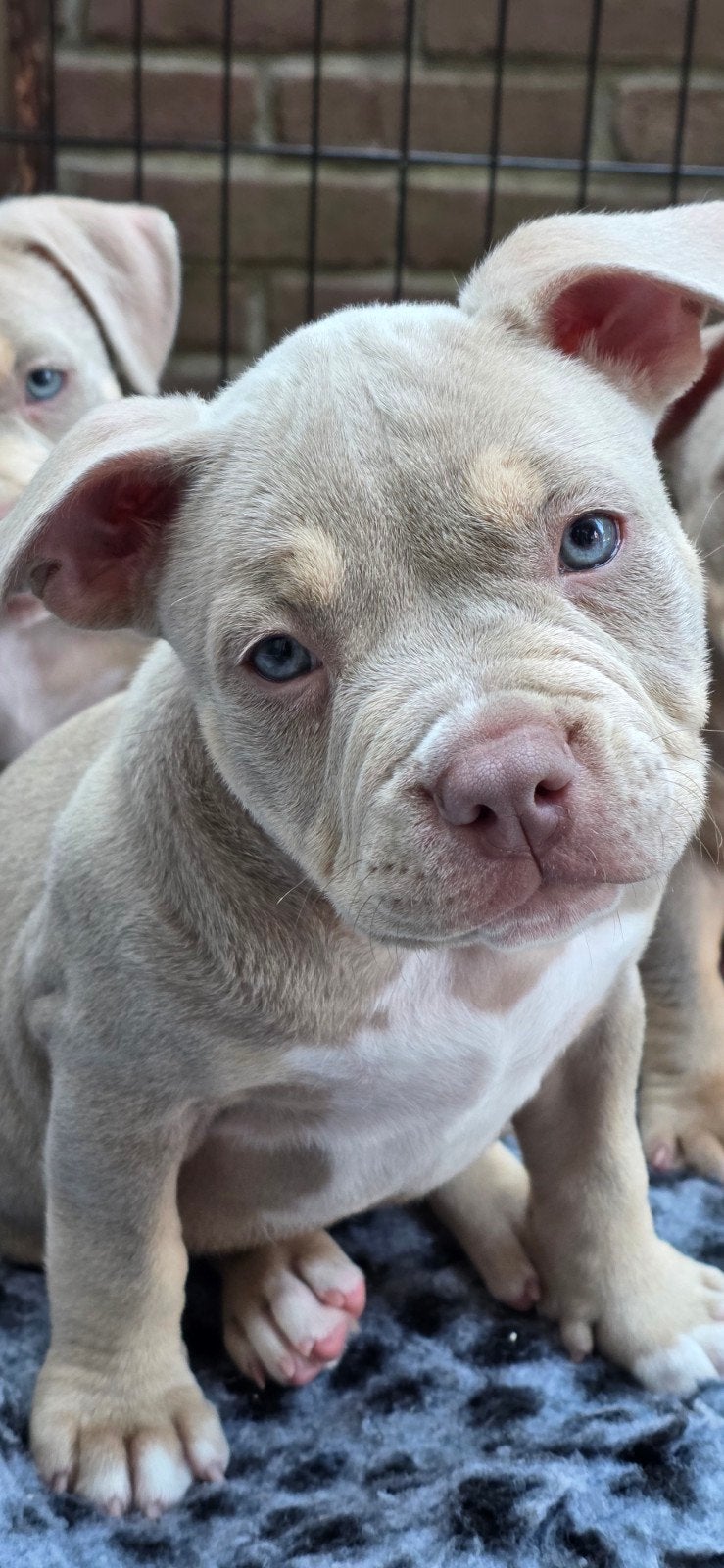EXclusive American Micro Bully | ABKC | Mogen nu Weg❤️, Overige rassen, 8 tot 15 weken, Parvo, Meerdere
