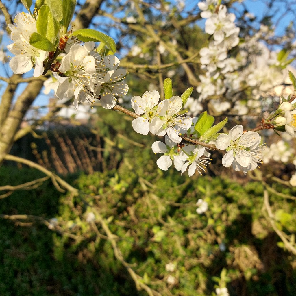 Jonge pruimenbomen te koop, Tuin en Terras, Ophalen of Verzenden, Minder dan 100 cm, Overige soorten, Lente