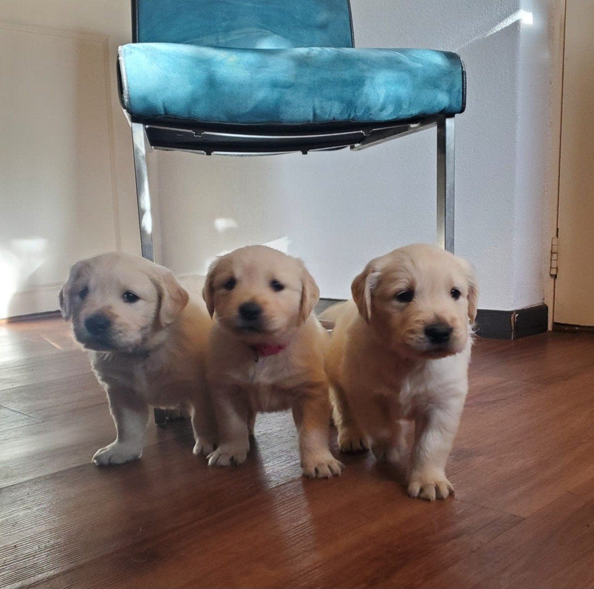 prachtige raszuivere Golden Retriever puppies, Golden retriever, 8 tot 15 weken, CDV (hondenziekte), Meerdere