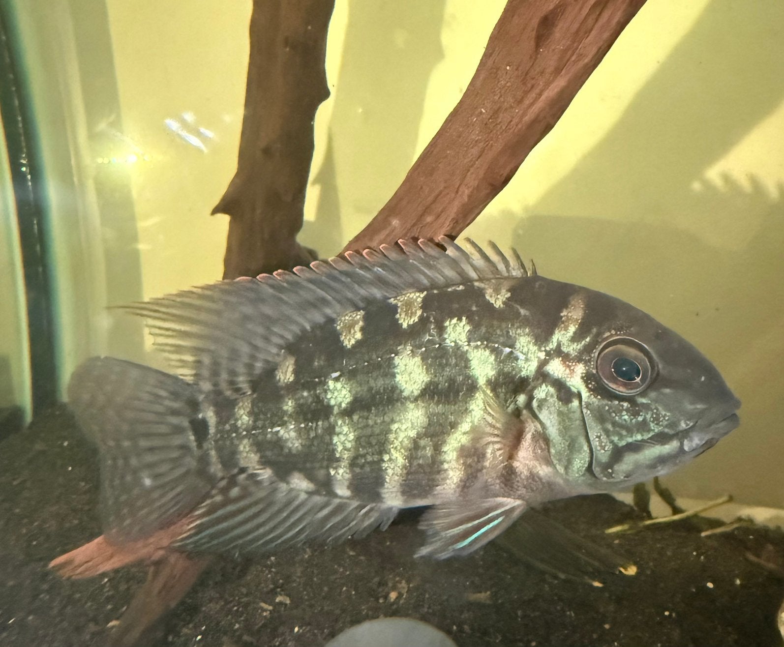 True Parrot cichlid, Vis
