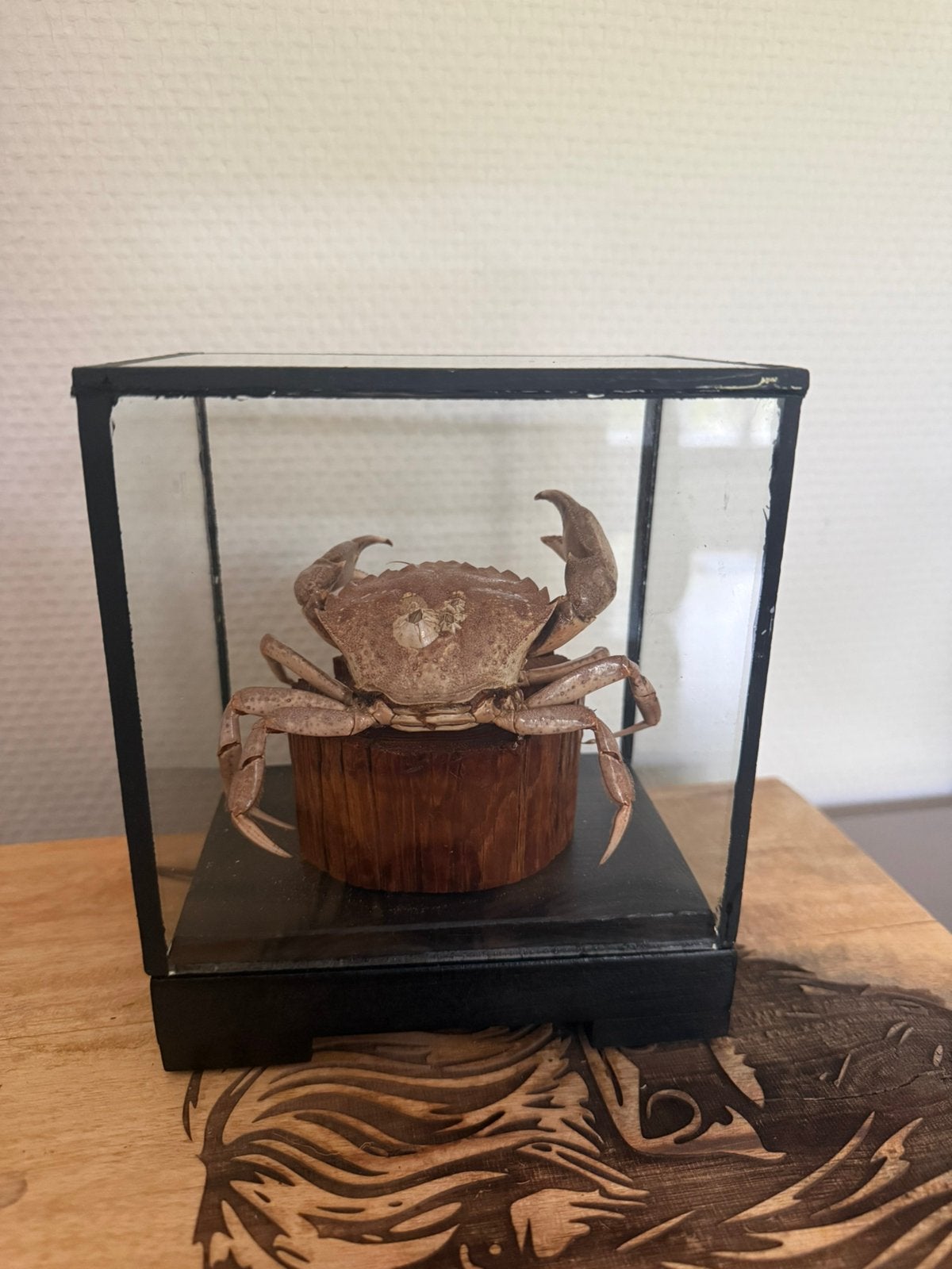 Opgezette noordzeekrab in glazen vitrine (14 x 16 x 10 cm), Ophalen, Zo goed als nieuw, Overige soorten, Opgezet dier