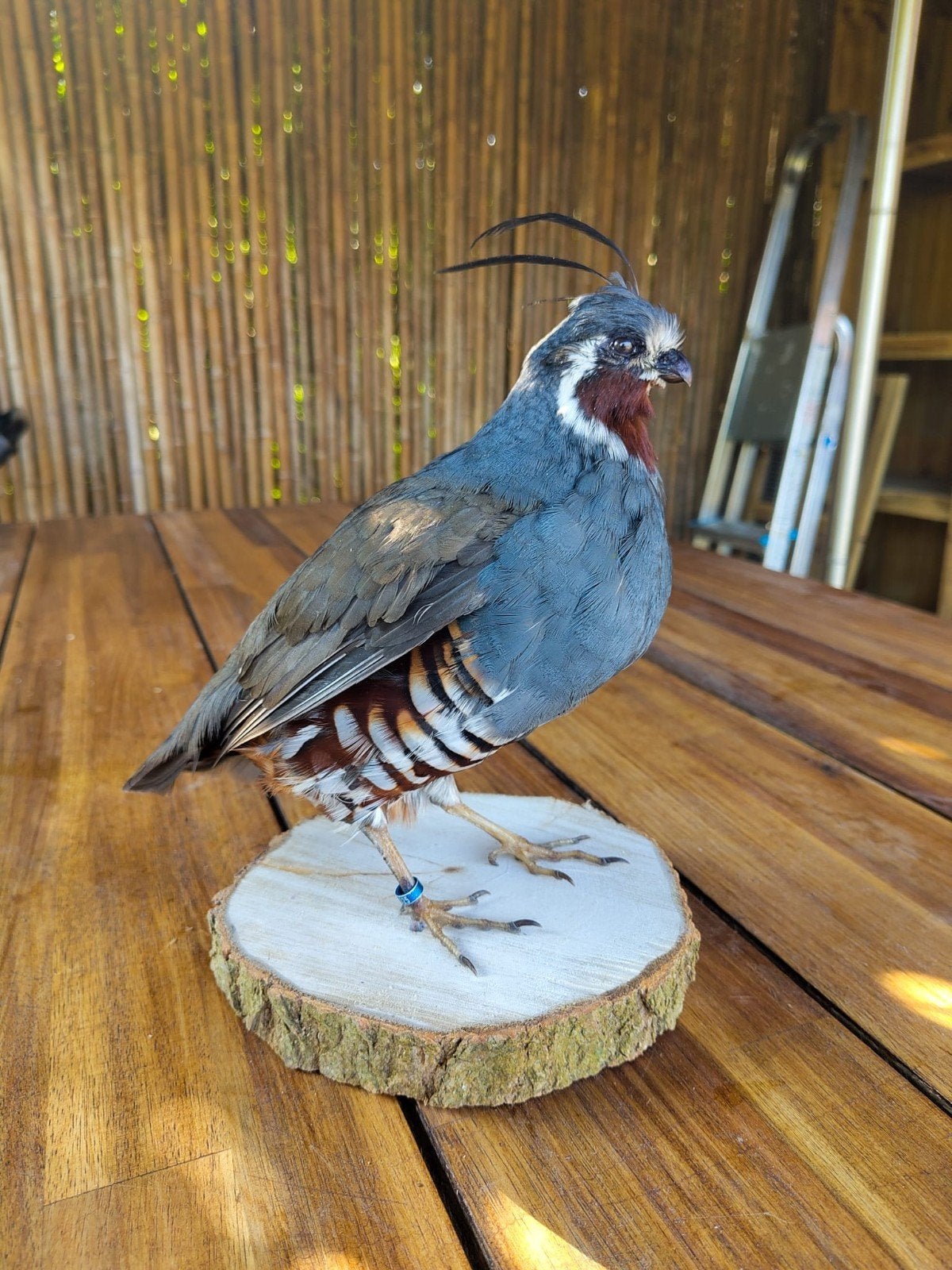 Bergkwartel opgezet, Verzamelen, Ophalen of Verzenden, Nieuw, Vogel, Opgezet dier