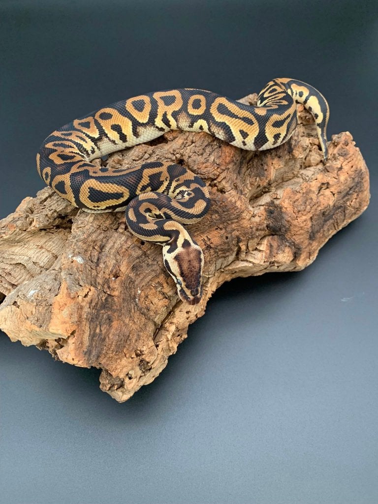 1.0 leopard pastel 66% DH genetic stripe/clown python regius, Dieren en Toebehoren, Slang, 0 tot 2 jaar