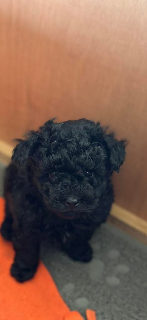 Mini toypoedel pup, Poedel, Parvo, Reu, 8 tot 15 weken