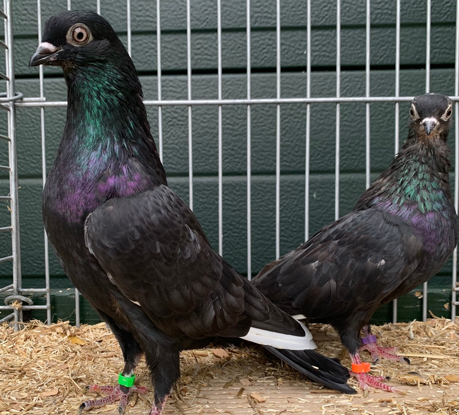 28 Wener Hoogvliegers Vliegtype, Meerdere dieren, Tuimelaar of Roller