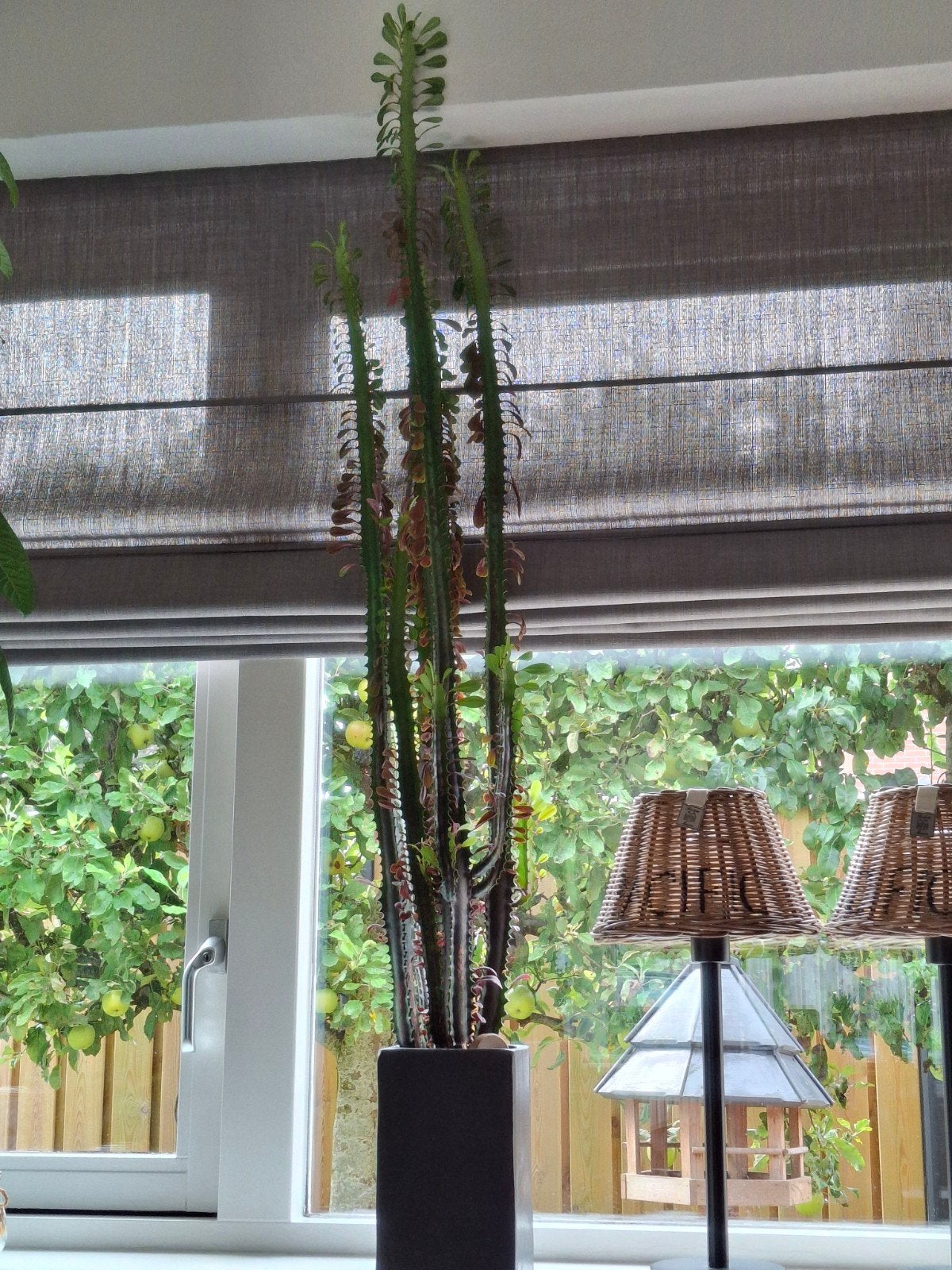 Grote Euphorbia Trigona Cactus 2 stuks  ( afrikaanse melkboo, Ophalen, 150 tot 200 cm, In pot, Cactus