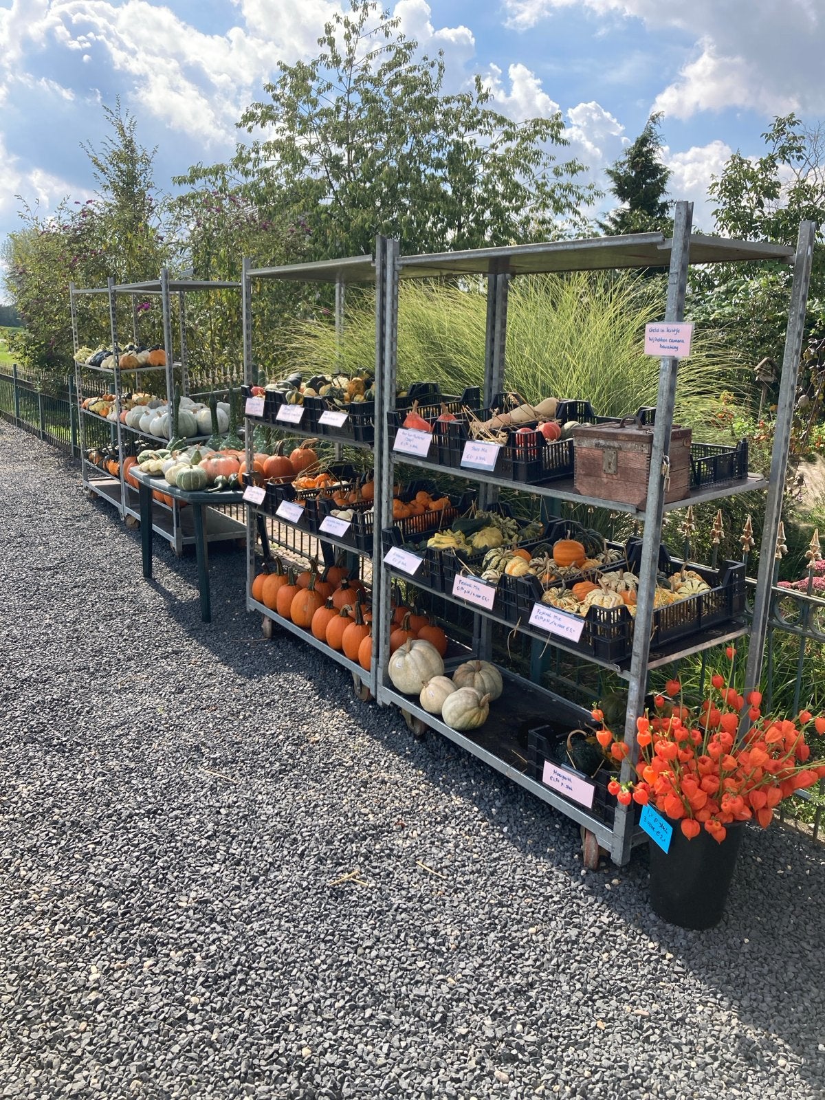 Pompoenen en kalebassen voor decoratie en soep, Ophalen of Verzenden