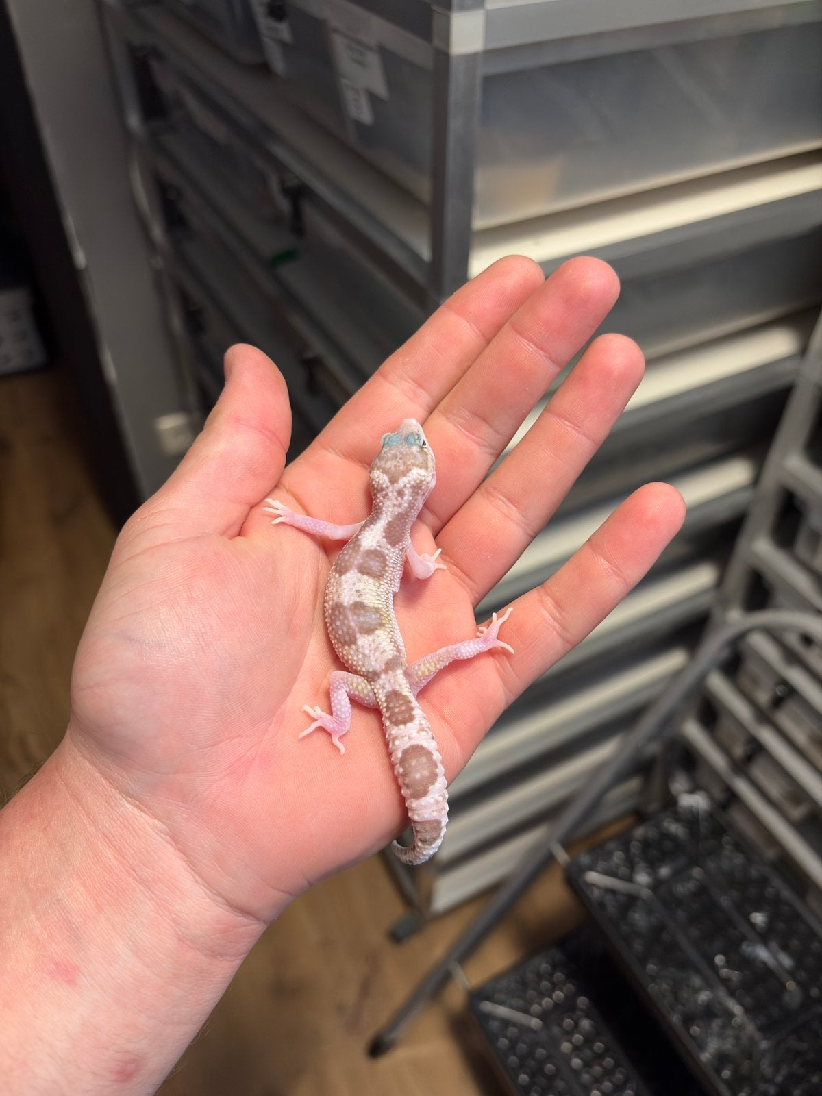 0.1 luipaardgekko, Dieren en Toebehoren, Reptielen en Amfibieën, Hagedis, 0 tot 2 jaar