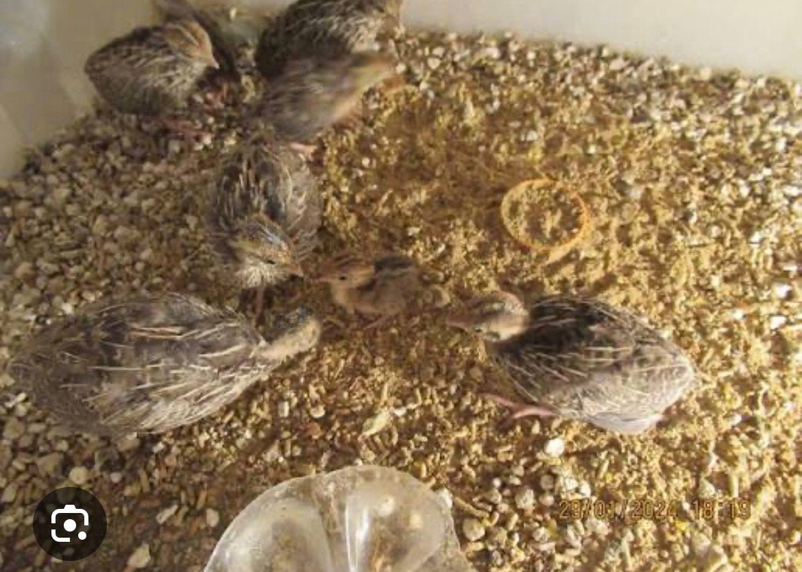 Kuikens Harlekijn Kwartels, Dieren en Toebehoren, Meerdere dieren, Overige soorten