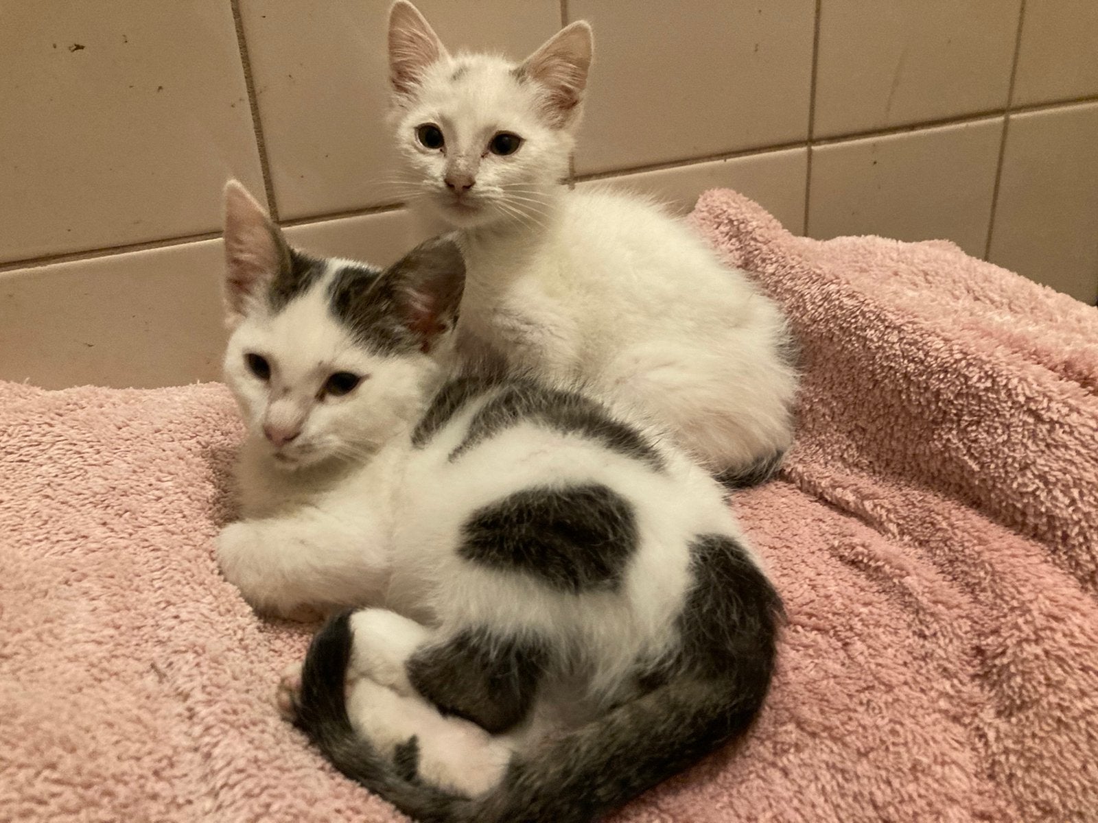 Lieve kittens zoeken een nieuw huisje, Meerdere dieren