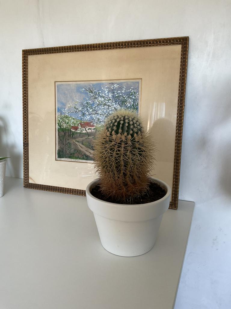 Grote cactus (in witte stenen boempot), Ophalen of Verzenden, In pot, Cactus, Volle zon