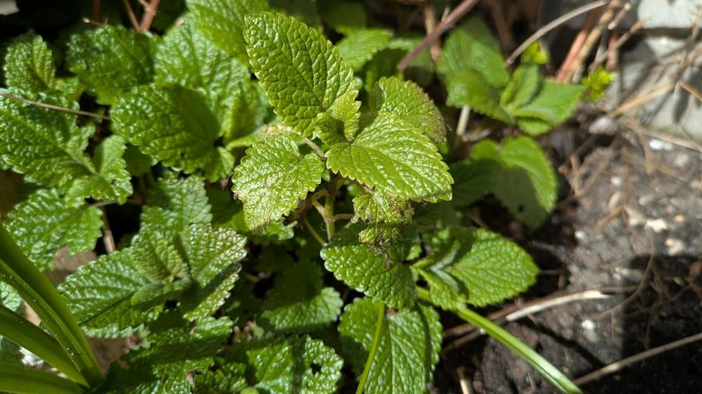 Biologische tuinplanten te koop!, Tuin en Terras, Vaste plant, Halfschaduw, Lente, Ophalen