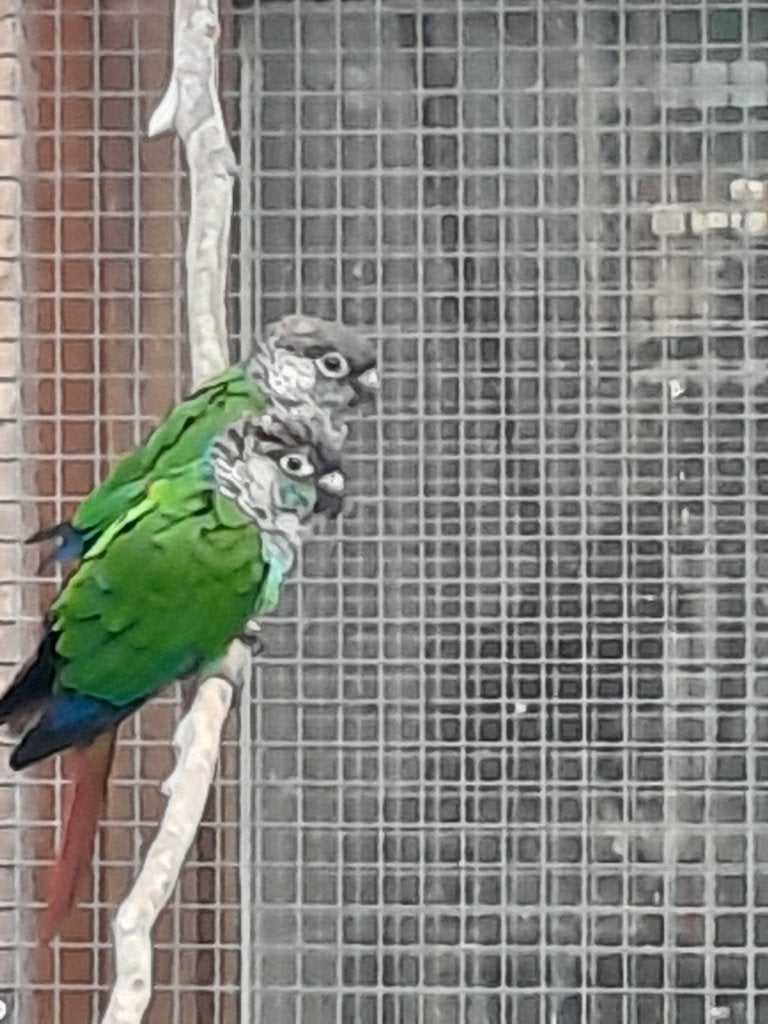 Koppel pyrrhura lepida, Dieren en Toebehoren, Meerdere dieren, Parkiet, Geringd