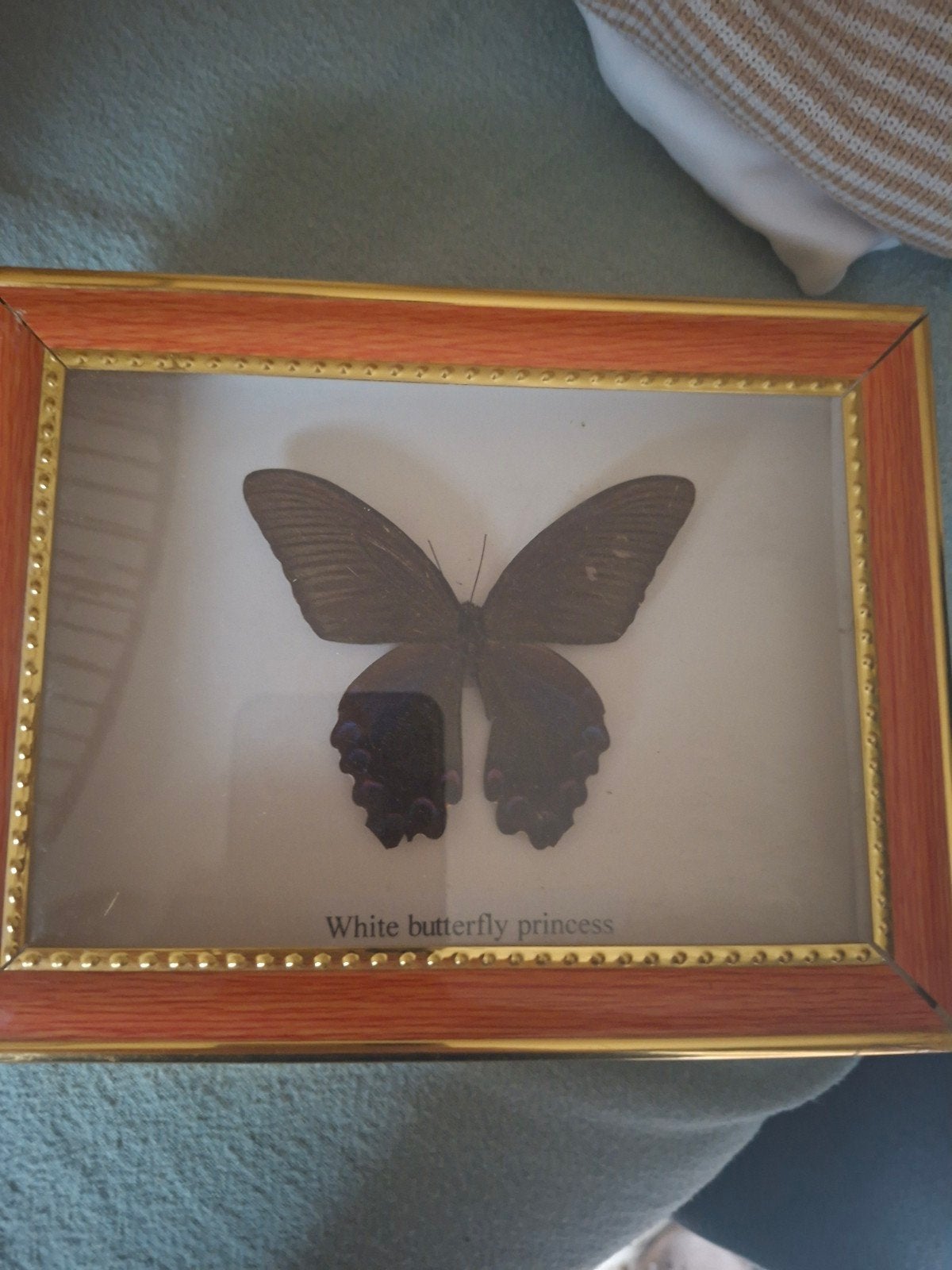 Ingelijste vlinder - 'White butterfly princess', Ophalen of Verzenden, Gebruikt