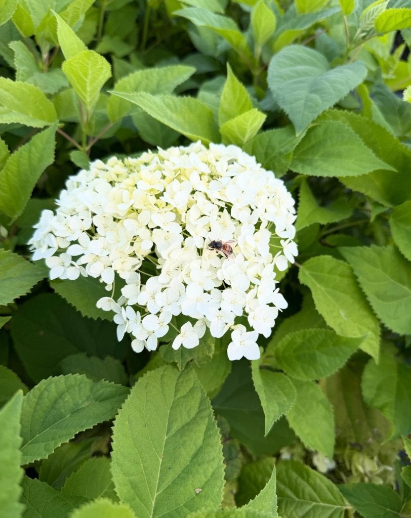 Hortensia Annabelle 60 cm, Ophalen of Verzenden, Overige soorten, Halfschaduw