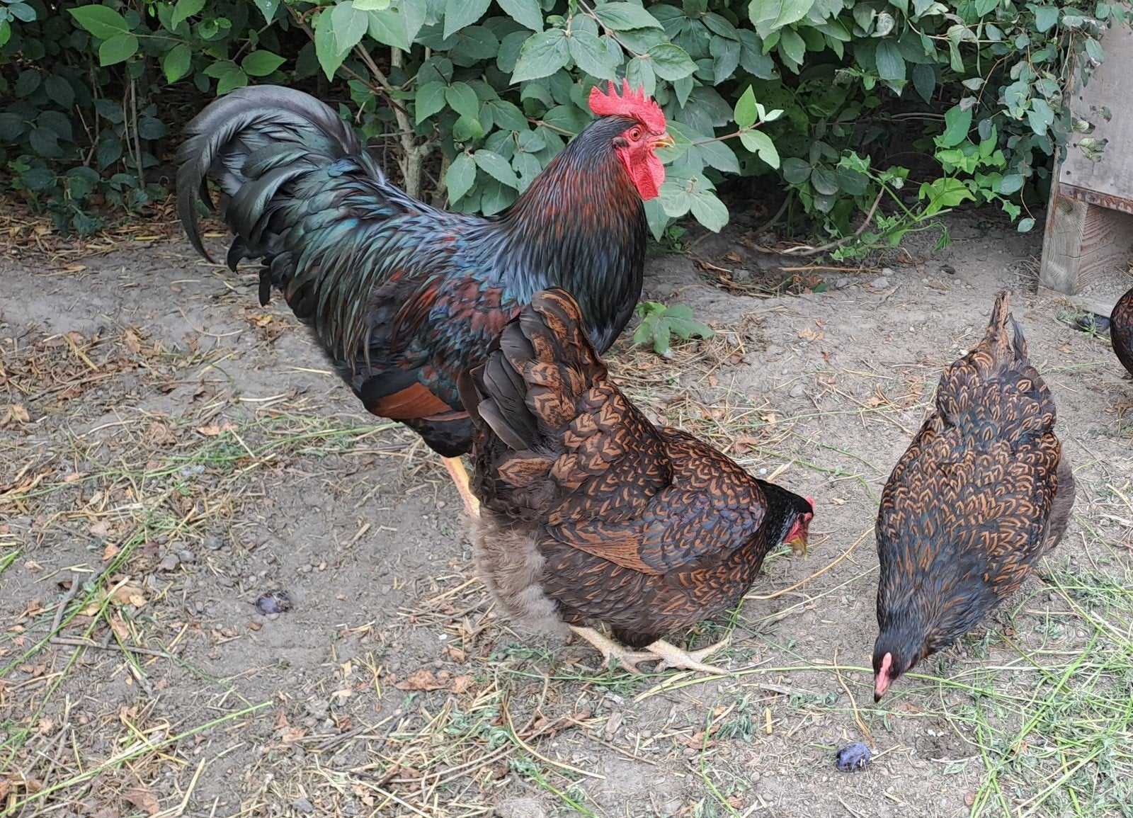 3 hennen met haan, Dieren en Toebehoren, Meerdere dieren, Kip