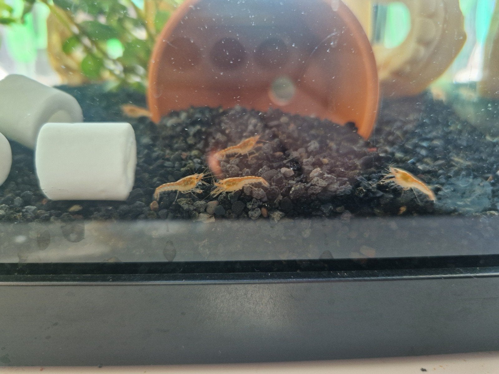 cpo dwergkreeftjes kleintjes kreeft, Dieren en Toebehoren, Kreeft, Krab of Garnaal, Zoetwatervis