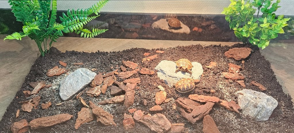 Griekse landschildpadjes incl. Juwel terrarium Tortoise photo 2